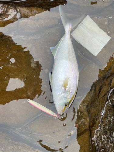 シオの釣果