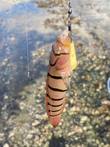 キヌバリの釣果