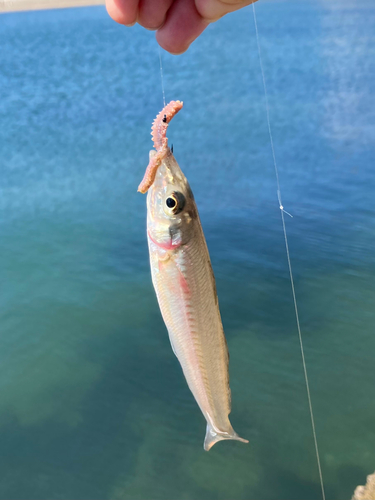 シロギスの釣果