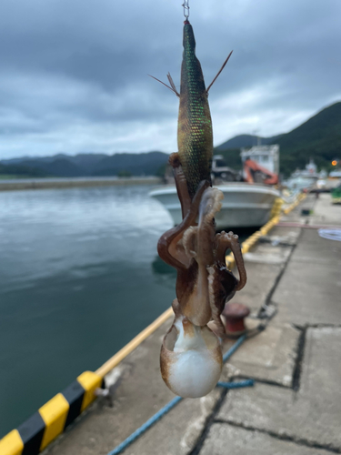 タコの釣果