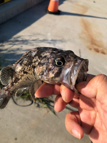 クロソイの釣果