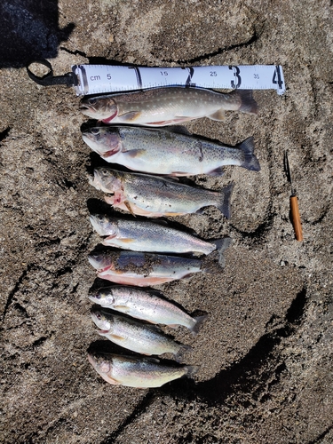 イワナの釣果