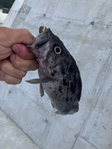 クロソイの釣果