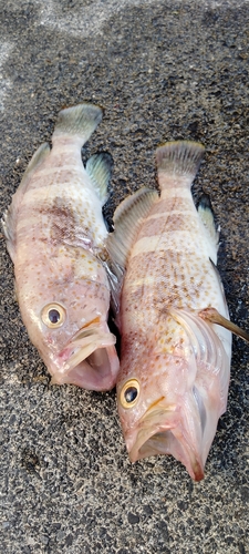 アオハタの釣果