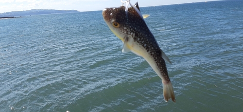 クサフグの釣果