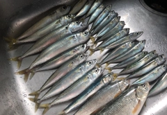 サバの釣果