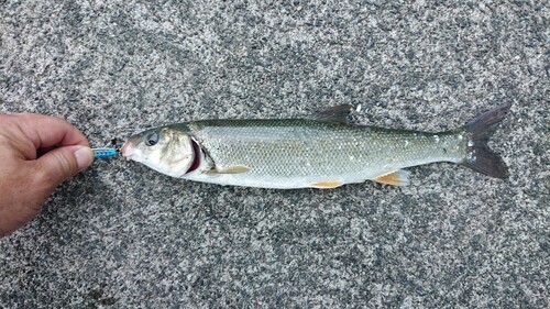 ウグイの釣果