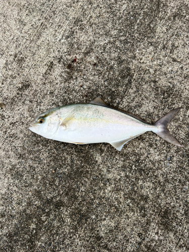 ショッコの釣果