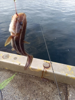 ゴンズイの釣果