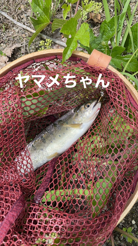 ヤマメの釣果