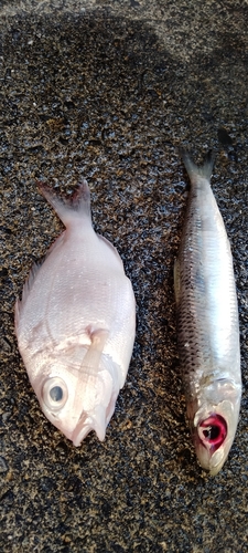 チャリコの釣果