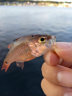 ネンブツダイの釣果