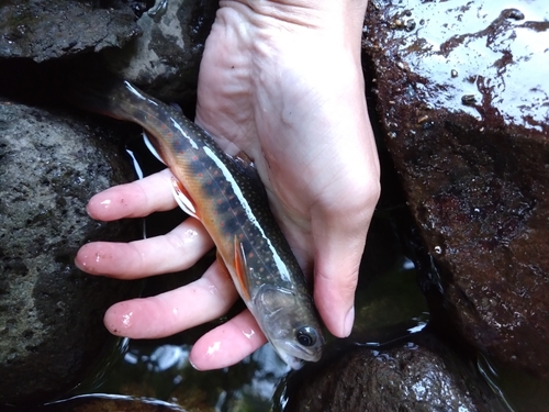 オショロコマの釣果