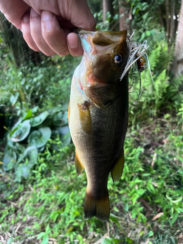 ブラックバスの釣果