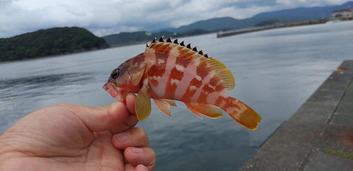 アカハタの釣果