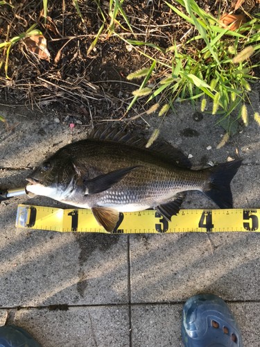 クロダイの釣果