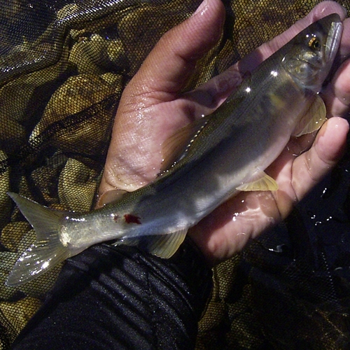 アユの釣果