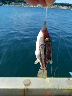 キタマクラの釣果