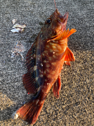 カサゴの釣果