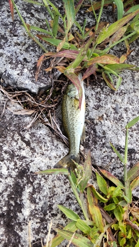 ブラックバスの釣果