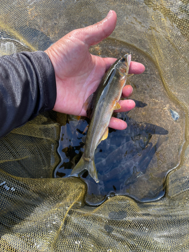 アユの釣果