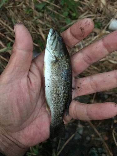 スモールマウスバスの釣果