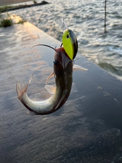 アメリカナマズの釣果