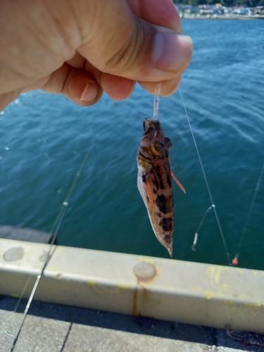 ハゼの釣果