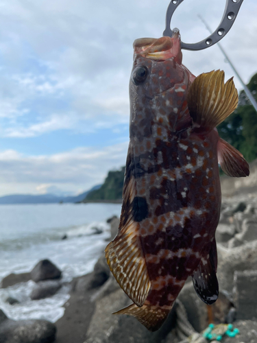 キジハタの釣果