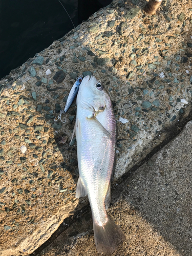 イシモチの釣果