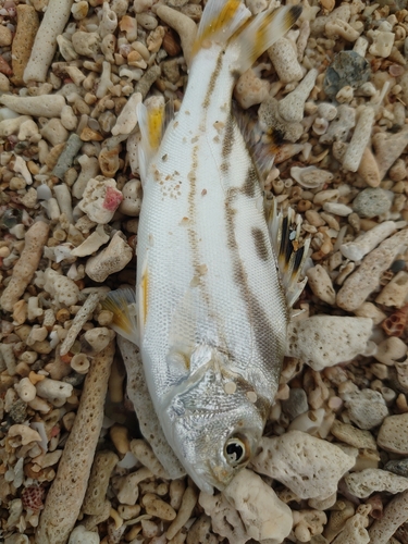 コトヒキの釣果