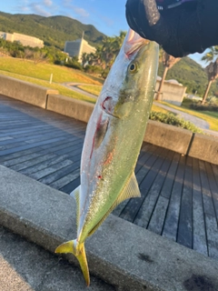 ハマチの釣果