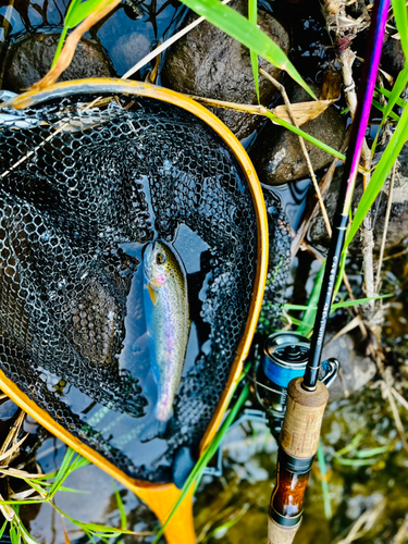 ニジマスの釣果