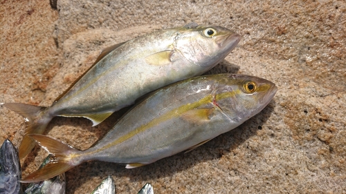 サゴシの釣果