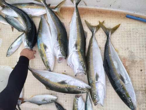 ワラサの釣果