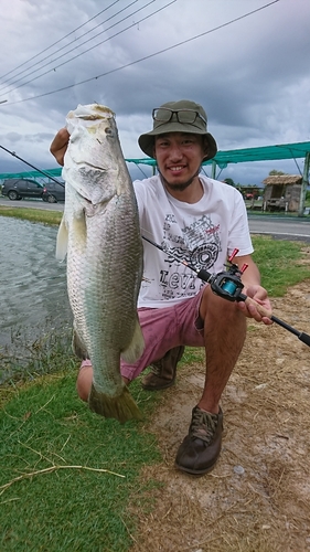 バラマンディの釣果