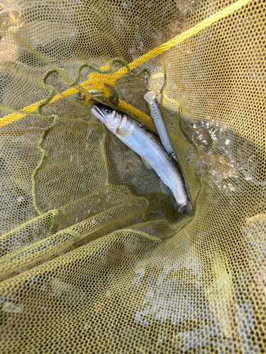 アユの釣果