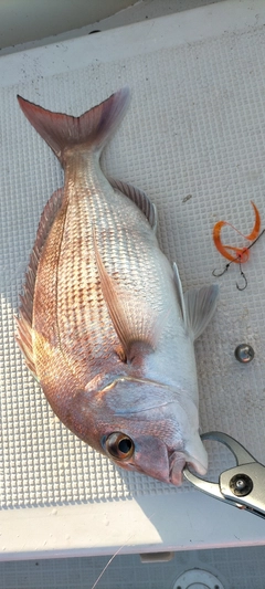 マダイの釣果