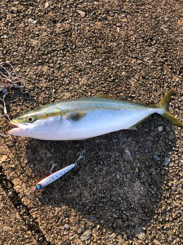 ハマチの釣果