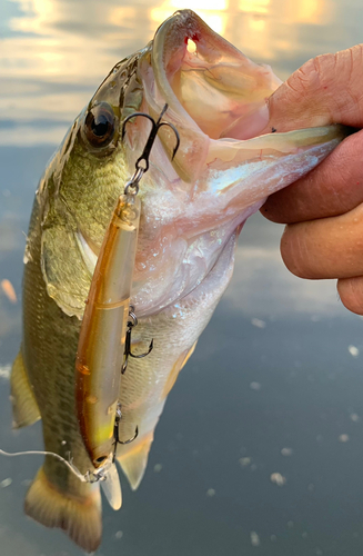 ラージマウスバスの釣果