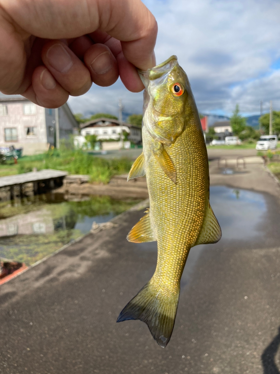 スモールマウスバス