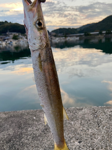 カマスの釣果