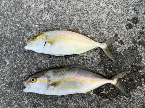 ショゴの釣果