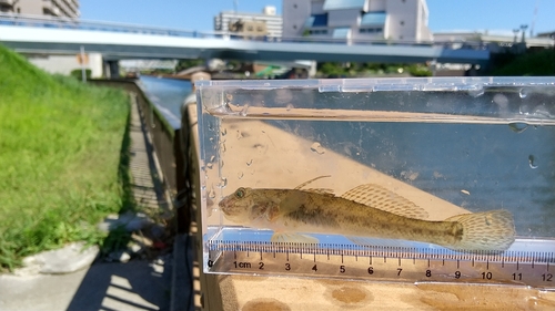 マハゼの釣果