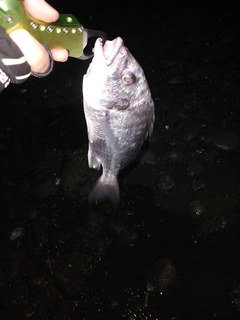 キビレの釣果