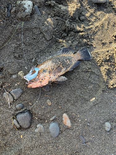 オオモンハタの釣果