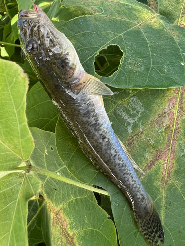 マハゼの釣果