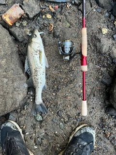 スズキの釣果