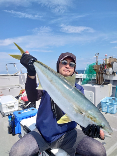 ヒラスの釣果