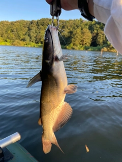 アメリカナマズの釣果